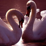 Amore