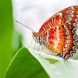 farfalla